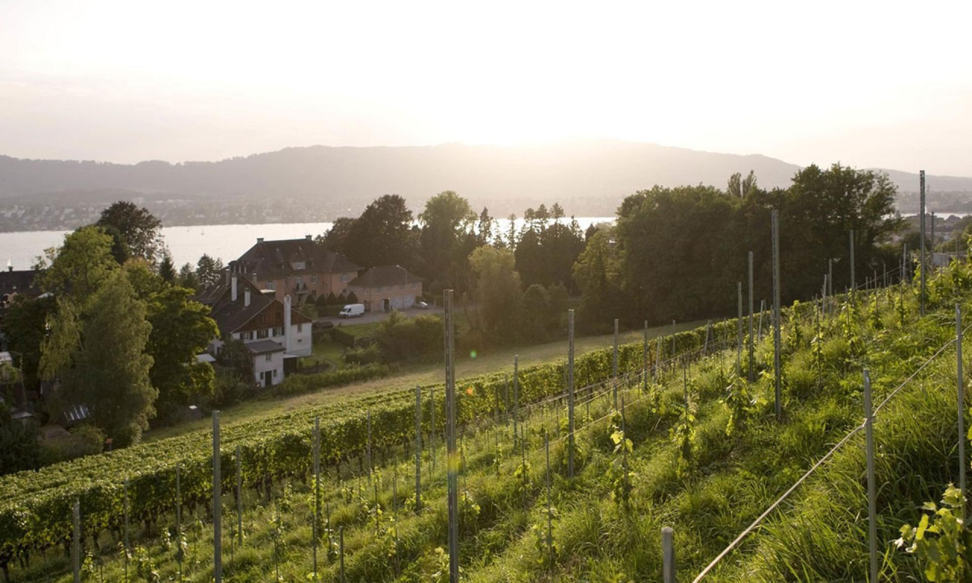 Weingut Landolt