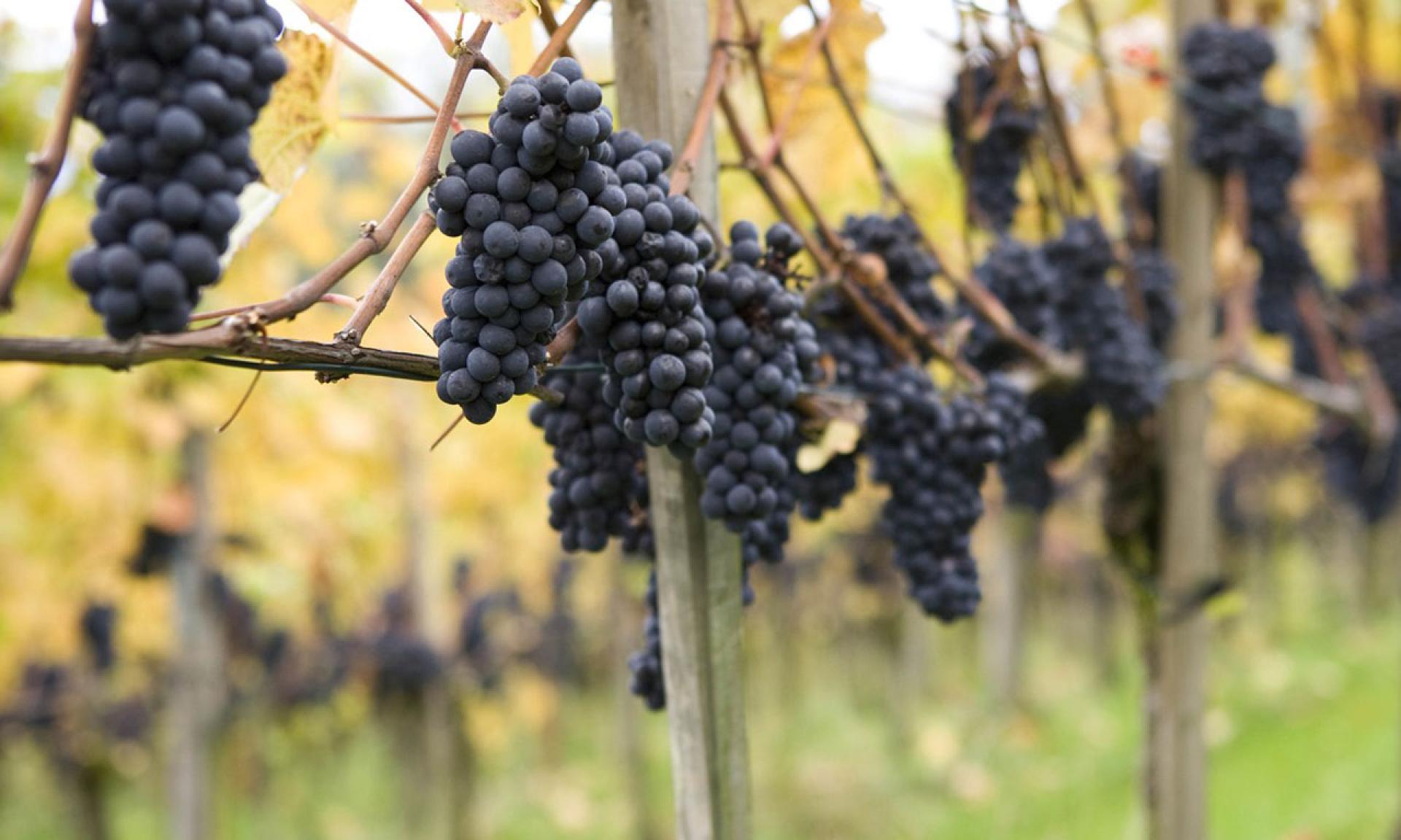Weingut Landolt