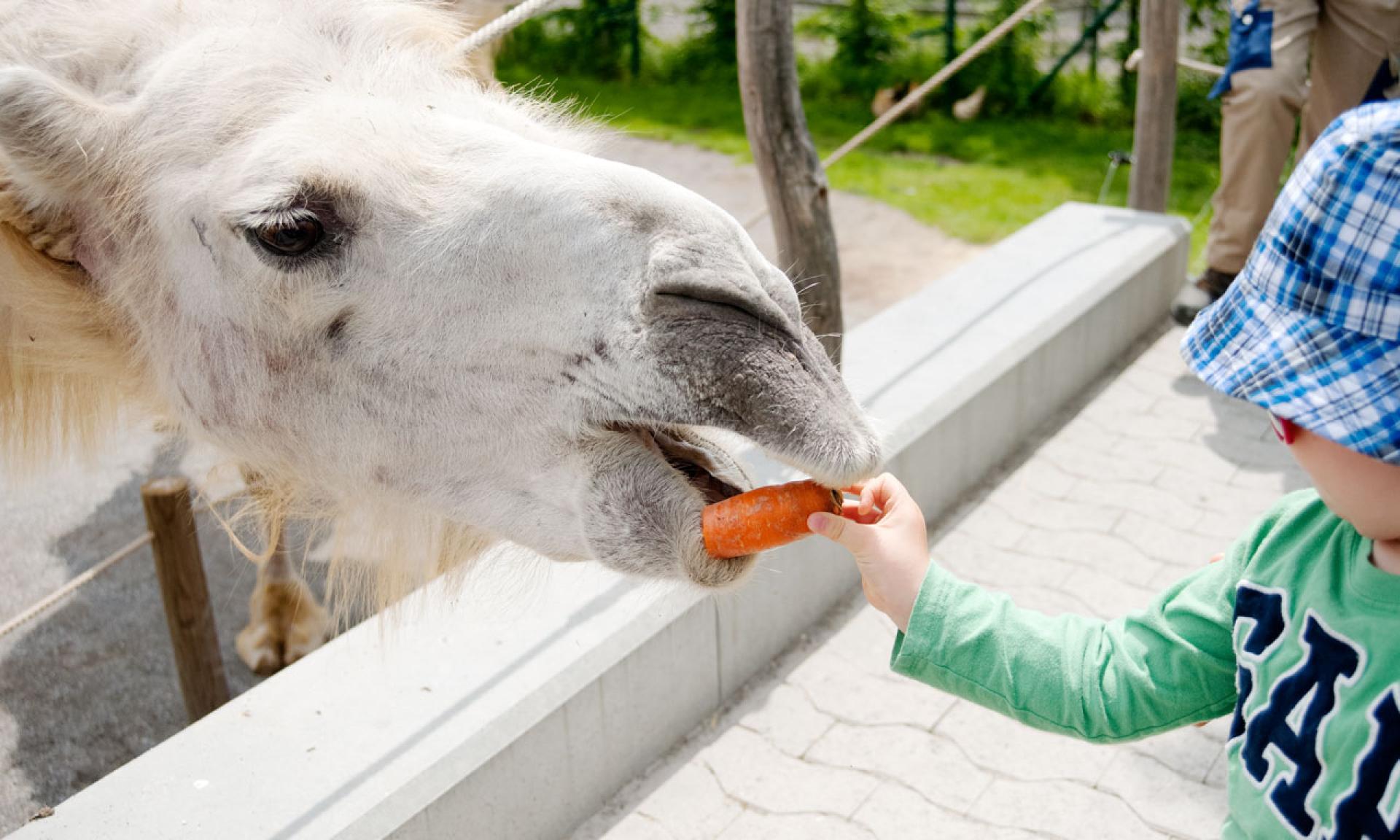 Knies Kinderzoo