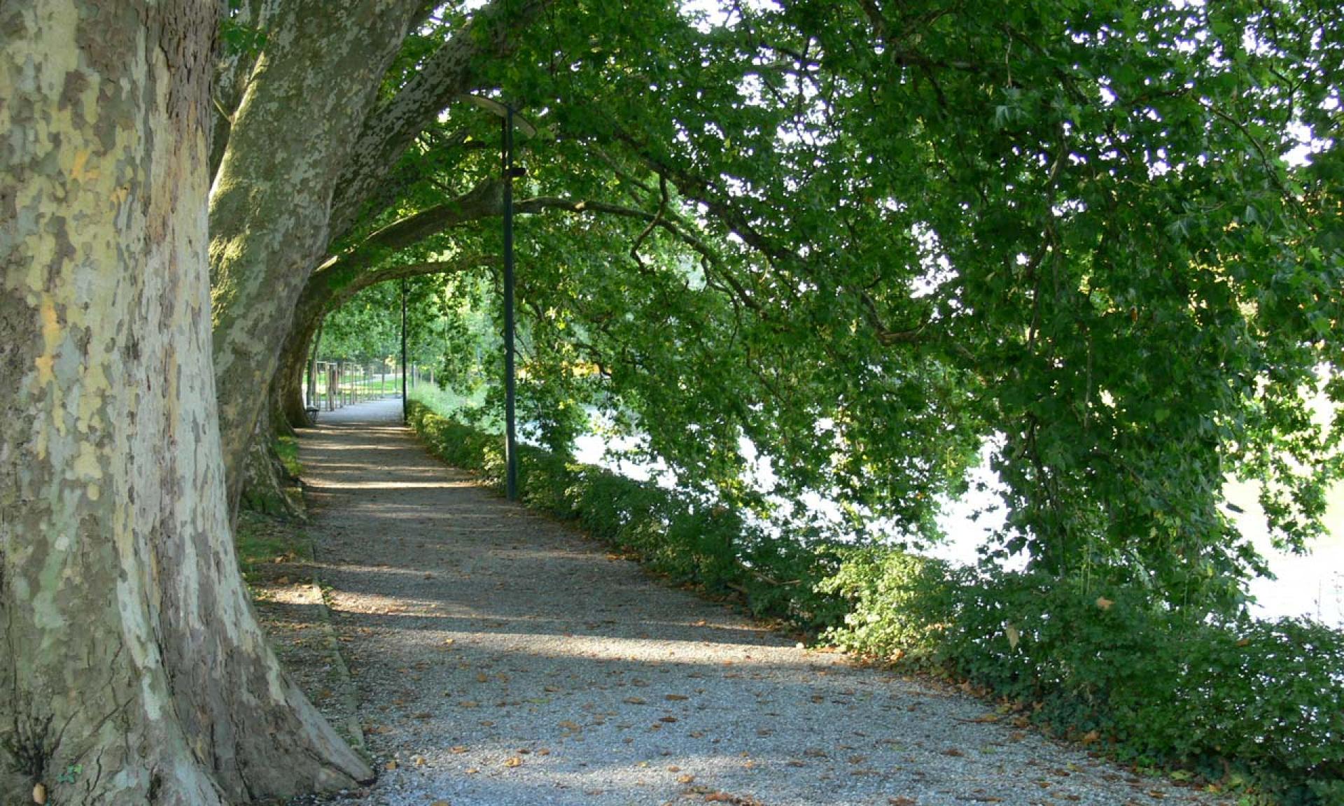 Eine Baumallee auf dem Platzspitz Zürich