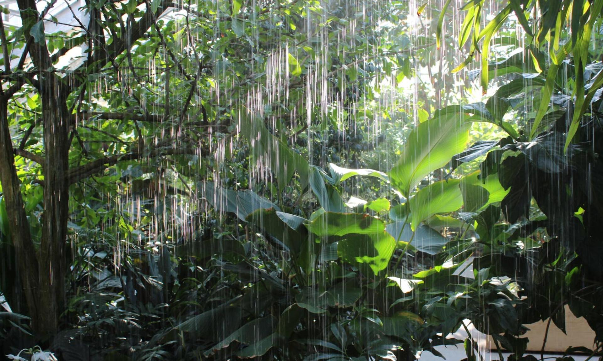 Stadtgärtnerei Zurigo, Serra tropicale