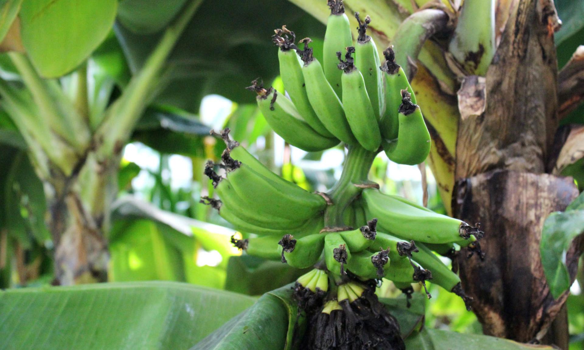 Bananenpflanze in der Stadtgärtnerei Zürich