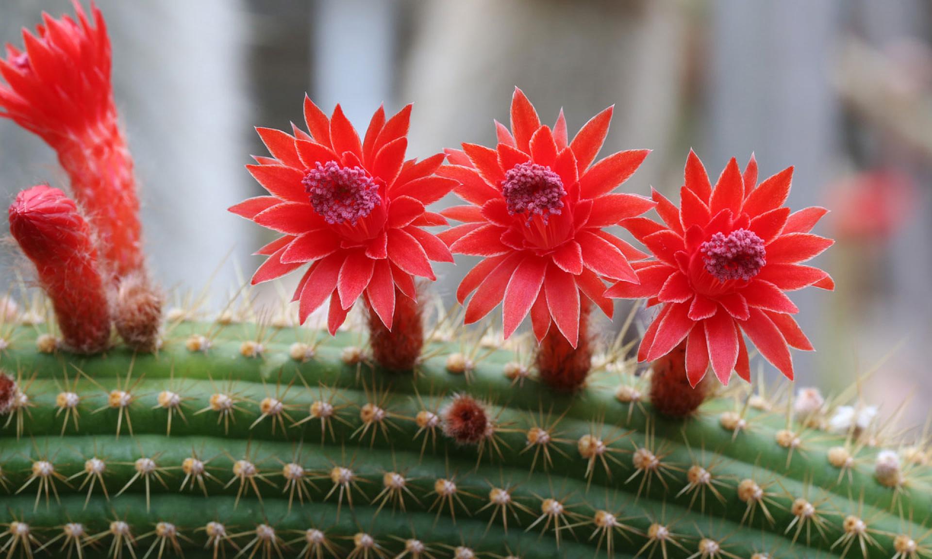 Succulent plants store water in their stems, leafs and roots