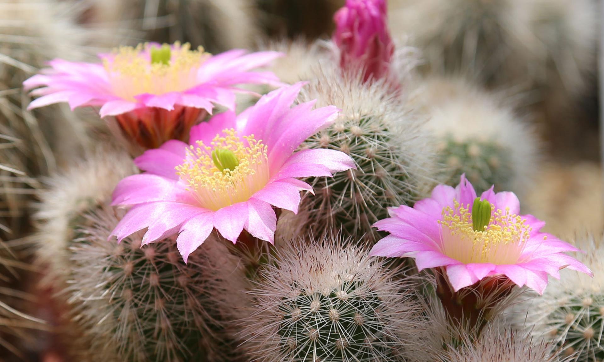 Mostra di succulenti a Zurigo
