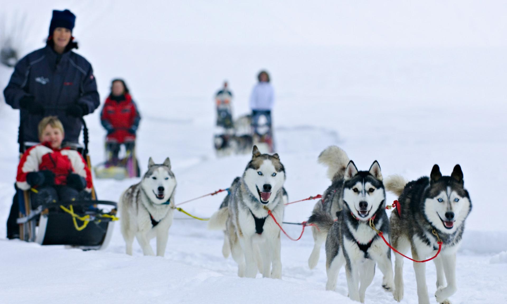 Dog sledding Muotatal