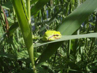 A frog relaxes in the sun in Kaltenbrunner Riet Zürichsee Kaltbrunn