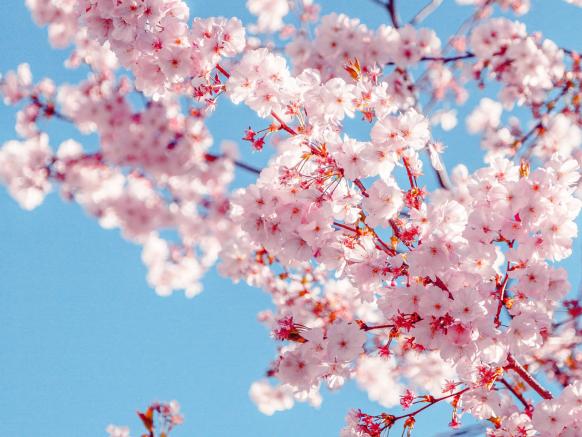 Kirschblüten, Zürich