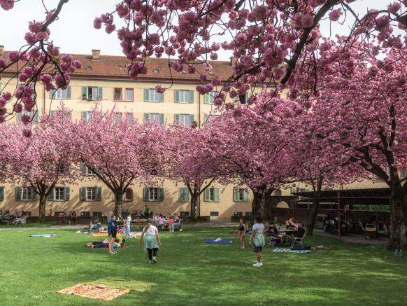 Kirschblüten, Zürich